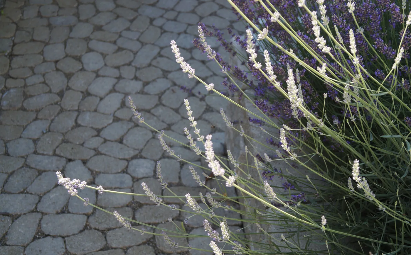 Gartenszene mit Pflasterbelag und abgestimmter Bepflanzung